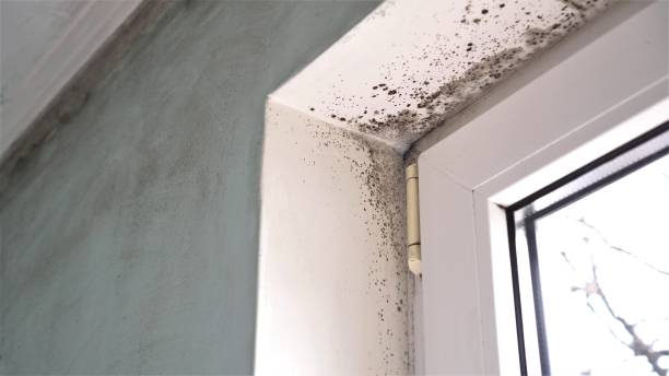 Best Toxic Mold Removal  in Lakeland, NY