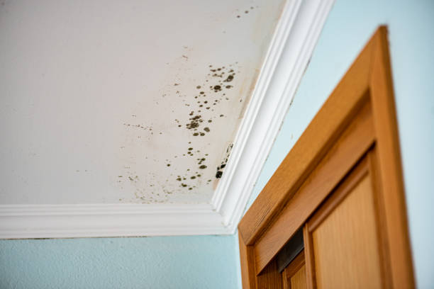 Professional Mold Removal in Lakeland, NY