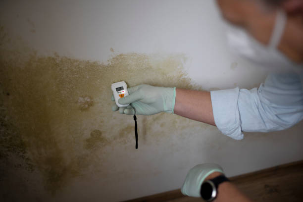 Best Residential Mold Removal  in Lakeland, NY
