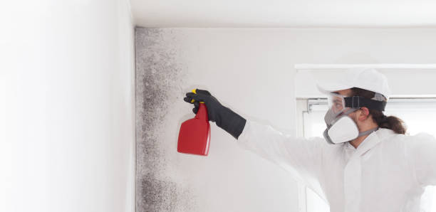 Best Residential Mold Removal  in Lakeland, NY