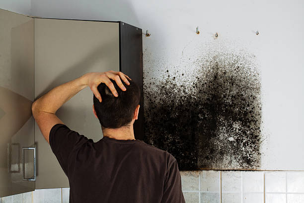 Best Mold Testing and Removal  in Lakeland, NY