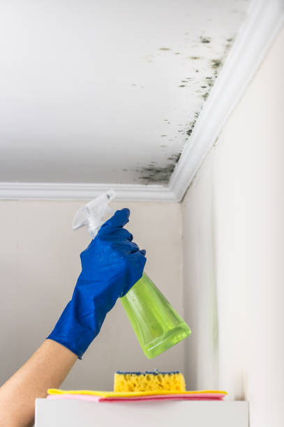 Best Mold Damage Repair  in Lakeland, NY