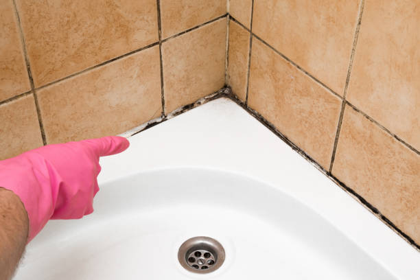 Best Black Mold Removal  in Lakeland, NY